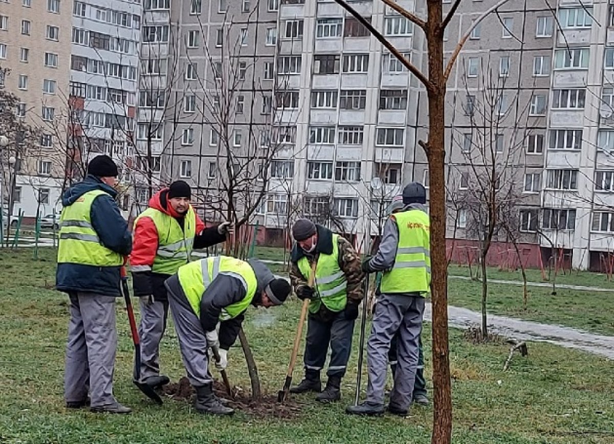 На улице Народного Ополчения выкорчевали посаженные весной деревья